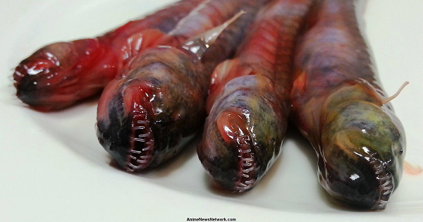 Sau khi đánh bắt, những con Warasubo thường được đem nướng hoặc sấy khô nguyên con. Sau khi sấy khô, hàm răng sắc nhọn càng nhe ra trông rất đáng sợ.