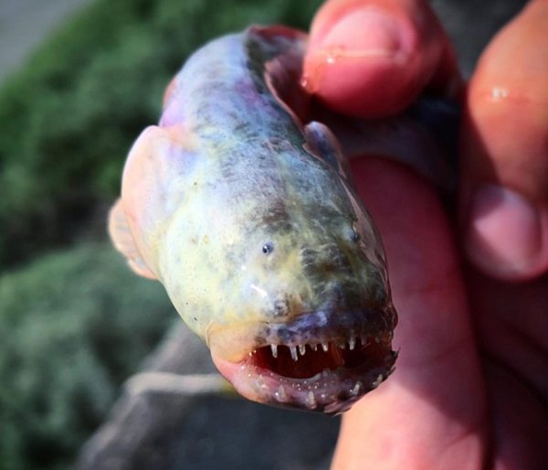 Warasubo thường xuất hiện khi thủy triều rút, để lộ ra những bãi bùn. Giá bán của loại cá này khoảng 1.800 yên/kg (khoảng 360.000 đồng).