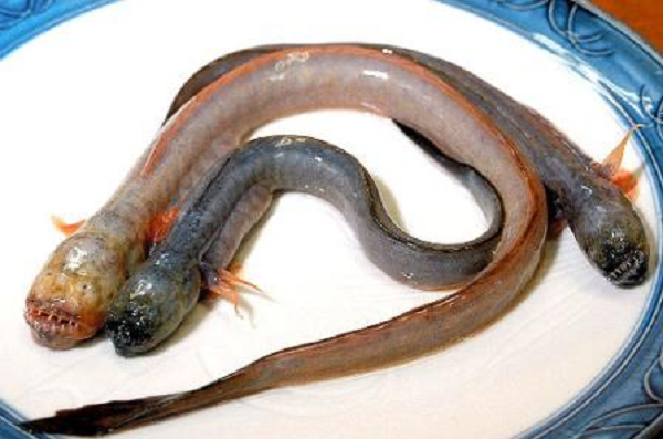 Cá Warasubo sống trong các đường hầm, do chúng đào sâu xuống dưới bề mặt bùn từ 50-90cm. Từ hang chính còn có các lối nhỏ hơn tỏa ra xung quanh để trú ngụ. Thức ăn chính của loài cá này là giáp xác, cá nhỏ và hai mảnh.