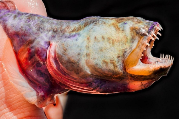 Cá Warasubo thường được tìm thấy ở biển Ariake, Nhật Bản hoặc một số nơi khác ở châu Á. Từ lâu, tại các thị trấn và thành phố quanh biển Ariake, cá bống lươn là món ăn ngon và được nhiều người ưa chuộng.