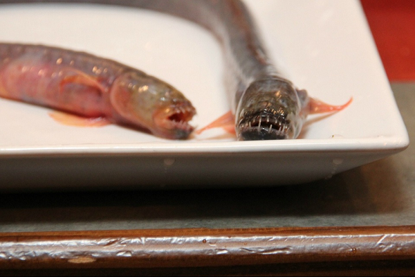 Cá Warasubo có cơ thể bên ngoài có màu xám, đôi mắt rất bé, nhìn kỹ mới có thể phát hiện ra. Thời gian đánh bắt cá Warasubo từ tháng 5 đến tháng 10 hàng năm