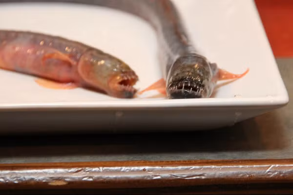 Cá Warasubo có cơ thể bên ngoài có màu xám, đôi mắt rất bé, nhìn kỹ mới có thể phát hiện ra. Thời gian đánh bắt cá Warasubo từ tháng 5 đến tháng 10 hàng năm