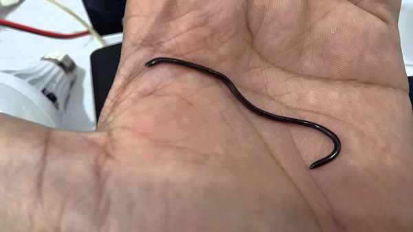 Số lượng loài rắn này tương đối ít do do đặc điểm sinh tồn riêng và sự sinh sản đơn tính chứ không hẳn do các hoạt động của con người.