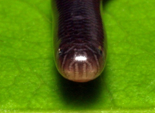 Một điểm khác biệt nữa là nếu như giun đất sống bằng mùn cây thì thức ăn chủ yếu của rắn giun là trứng kiến và mối.