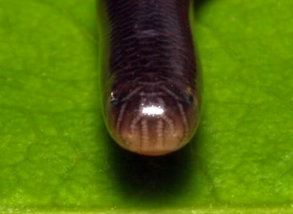 Một điểm khác biệt nữa là nếu như giun đất sống bằng mùn cây thì thức ăn chủ yếu của rắn giun là trứng kiến và mối.