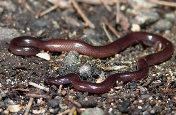 Đúng như tên gọi của mình, chúng có ngoại hình rất giống với giun đất thường gặp với chiếc đầu tròn và có màu nâu bóng.