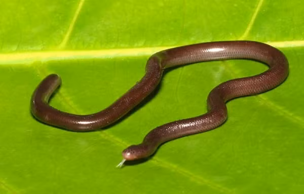  Loài rắn giun kỳ lạ này có thể được bắt gặp khắp nơi ở Việt Nam, từ miền Bắc cho tới miền Nam, thậm chí là ngay tại các thành phố lớn như Hà Nội và TP Hồ Chí Minh.