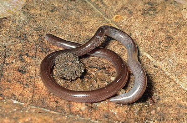 Dân gian thường đồn đại đây là loài rắn kịch độc, "cắn phát chết luôn", tuy nhiên, trên thực tế, đây là loài rắn khá hiền lành và không có nọc độc, thậm chí dù có nọc độc thì chúng cũng không thể gây hại cho con người vì kích thước quá bé nhỏ.