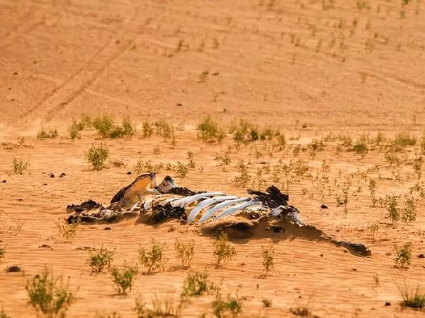 Các nhà khoa học đã tìm thấy sâu trong những mẫu đá hiếm hoi còn sót lại từ kỷ Permi các phân tử fullerene (một dạng tinh thể carbon). Bên trong các tinh thể này chứa dấu vết nguyên tử Heli3 và Argon36 – những đồng vị hiếm có nhiều trong các thiên thạch đến từ vũ trụ.