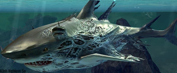 Megalodon thực sự là một quái vật khổng lồ. Một số răng được phát hiện từ hóa thạch của loài săn mồi lớn này đạt tới chiều dài hơn 17cm (7 inch), nhưng đa số dài từ 3 đến 5 inch (vẫn lớn).