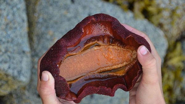 Như các loài cùng chi Cryptochiton, ốc song kính chiếc ủng có tám miếng vỏ giáp nằm dọc theo phần lưng. Nhưng không như nhiều họ hàng của mình, vỏ của chúng hoàn toàn bị che khuất dưới lớp da.