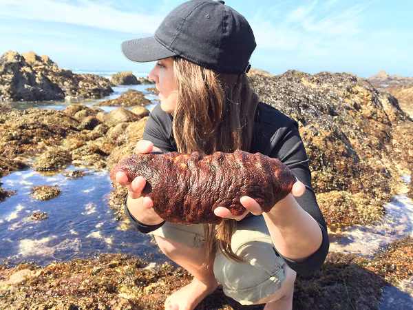 Chúng thường bám trên đá, di chuyển chậm chạp để tìm thức ăn là tảo, thứ mà chúng cạo ra từ đá nhờ một hệ thống răng rất cứng có thể co rụt linh hoạt.