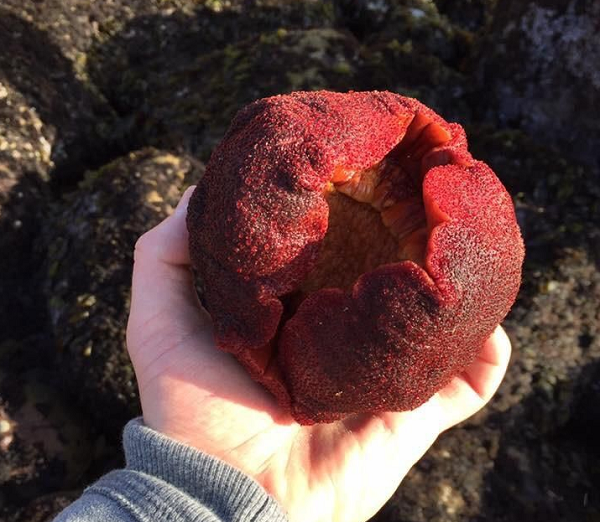 Loài động vật thân mềm này có thể sống đến 40 năm. Chúng có ít kẻ thù tự nhiên, phổ biến nhất nhất là ốc Ocenebra lurida. Dù vậy, loài thiên địch này cũng chỉ có thể ăn phần da mềm bên ngoài của ốc song kính chiếc ủng.