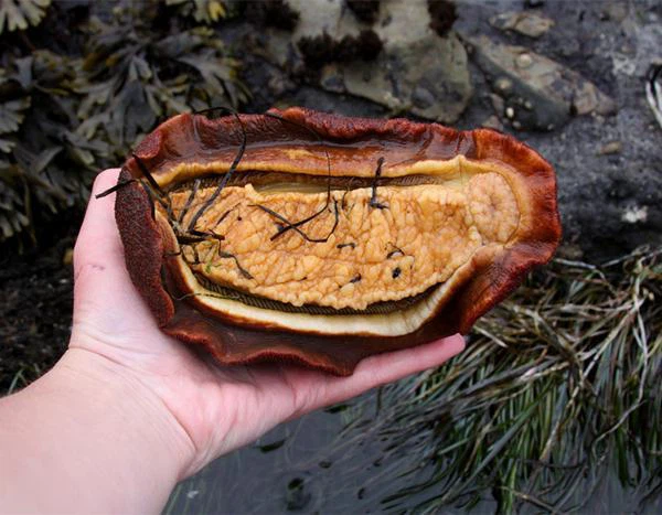 Tuy nhiên, khi tò mò động vào viên đá lạ này, nó lập tức động đậy và chạy trốn. Chàng trai lập tức cầm lên xem thì phát hiện đây là một sinh vật sống.