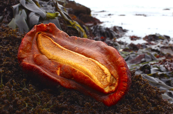 Theo các nhà khoa học thuộc Đại học Northwestern, Mỹ, sở dĩ chúng làm được vậy là do răng của chúng chứa một loại khoáng chất quý hiếm chỉ có trong đá, mang tên santabarbaraite.