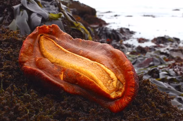 Theo các nhà khoa học thuộc Đại học Northwestern, Mỹ, sở dĩ chúng làm được vậy là do răng của chúng chứa một loại khoáng chất quý hiếm chỉ có trong đá, mang tên santabarbaraite.