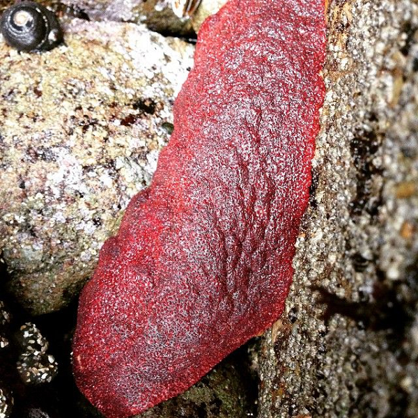 Với con người, ốc song kính chiếc ủng có thể được sử dụng như một loại hải sản. Các thổ dân châu Mỹ và người gốc Nga tại Đông Nam Alaska dùng chúng như một món ăn thường ngày. Dù vậy, không phải ai cũng thích ăn vì thịt của chúng quá dai. Mời các bạn xem video: Khung cảnh thiên nhiên tuyệt đẹp tại các quốc gia ít dân nhất thế giới. Nguồn: VTC. 