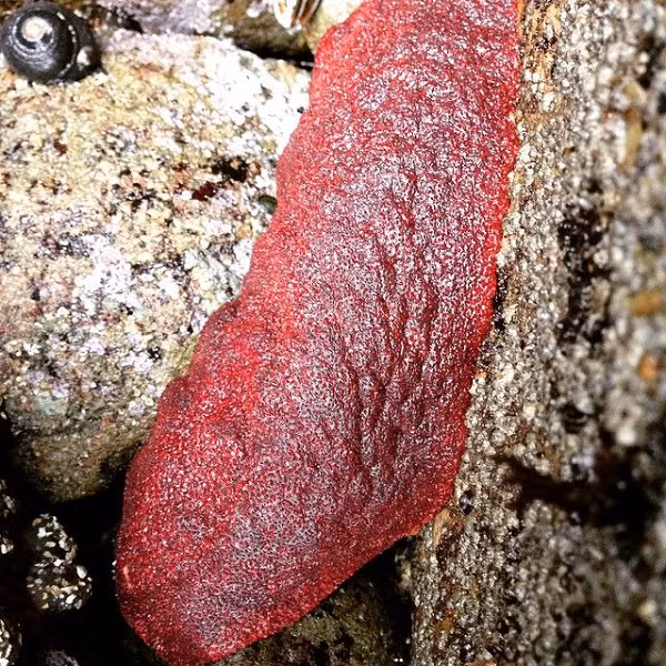 Với con người, ốc song kính chiếc ủng có thể được sử dụng như một loại hải sản. Các thổ dân châu Mỹ và người gốc Nga tại Đông Nam Alaska dùng chúng như một món ăn thường ngày. Dù vậy, không phải ai cũng thích ăn vì thịt của chúng quá dai. Mời các bạn xem video: Khung cảnh thiên nhiên tuyệt đẹp tại các quốc gia ít dân nhất thế giới. Nguồn: VTC. 