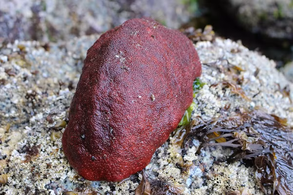 Ốc song kính chiếc ủng thường có màu đỏ, nâu và cam. Mặt dưới của nó có màu vàng hoặc cam và bao gồm một chân lớn tương tự các động vật thân mềm khác như ốc sên, với mang nằm trên một rãnh cạnh rìa ngoài của chân.