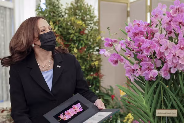 Phó Tổng thống Mỹ Kamala Harris đã gặp Thủ tướng Singapore Lý Hiển Long tại Dinh Tổng thống (Istana). Trong lễ đón, bà Kamala Harris đã nhận được chậu hoa lan "Papilionanda Kamala Harris".