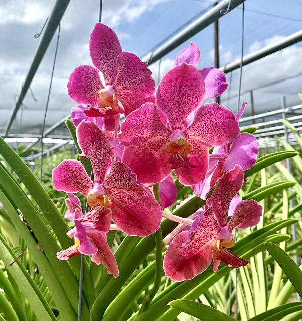 Một điểm rất thú vị ở hoa lan đó là cây chỉ ra hoa trong điều kiện thời tiết khắc nghiệt như mùa khô, mùa lạnh, khi rụng hết lá, điều kiện sống bất lợi cây sẽ trổ hoa để duy trì nòi giống.