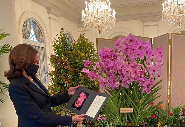 Hoa lan tặng bà Harris là một giống lan lai tạo, có màu hồng tím nhạt, điểm những đốm hồng và đỏ trên cánh hoa. Đặc biệt hoa lan được đặt tên theo bà Harris.