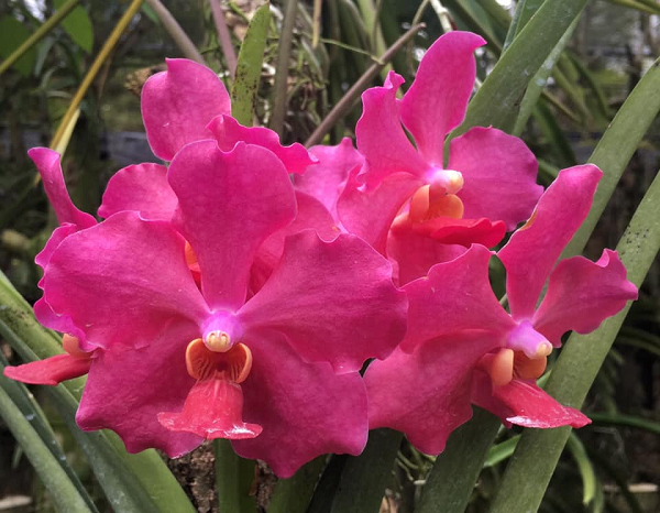 Các loài hoa lan tự nhiên đều có sức sống mãnh liệt. Cây có thể sống trên kẽ đá, trên cây đang sinh trưởng, cây đã mục khô, thảm thực vật đã mục nát (như phong lan) hoặc có thể sống trên đất (như địa lan).