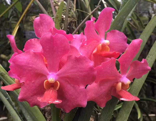 Các loài hoa lan tự nhiên đều có sức sống mãnh liệt. Cây có thể sống trên kẽ đá, trên cây đang sinh trưởng, cây đã mục khô, thảm thực vật đã mục nát (như phong lan) hoặc có thể sống trên đất (như địa lan).