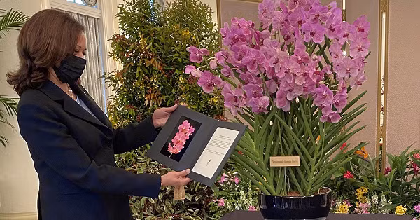 Hoa lan vốn là quốc hoa của Singapore và vì thế Đảo quốc Sư tử này luôn dùng tên những nguyên thủ quốc gia hoặc người nổi tiếng đến thăm đất nước để đặt tên cho một loài hoa lan mới.