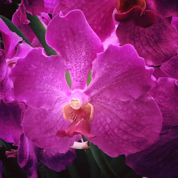 Hoa lan là một trong những sản vật của tạo hóa, là tác phẩm nghệ thuật tuyệt tác mà thiên nhiên ban tặng cho con người. Loài hoa này hội tụ tất cả các đặc điểm quý như màu sắc đẹp, phong phú, cấu tạo hoa đa dạng, độ bền lâu và hương thơm quyến rũ.