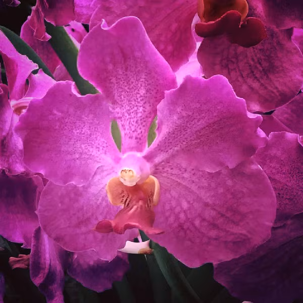 Hoa lan là một trong những sản vật của tạo hóa, là tác phẩm nghệ thuật tuyệt tác mà thiên nhiên ban tặng cho con người. Loài hoa này hội tụ tất cả các đặc điểm quý như màu sắc đẹp, phong phú, cấu tạo hoa đa dạng, độ bền lâu và hương thơm quyến rũ.