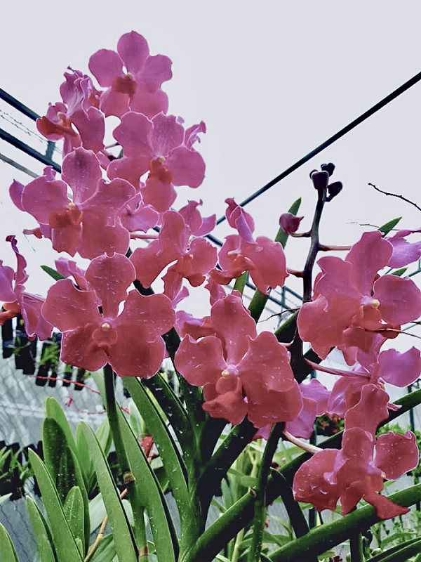 Ngày nay, để tạo ra một giống hoa lan mới đáp ứng nhu cầu thương mại và sở thích của người chơi, biện pháp lai hữu tính đã được áp dụng một cách phổ biến.