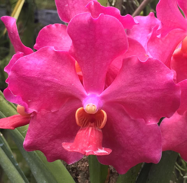 Bằng phương pháp lai hữu tính dựa trên các nguồn gen sẵn có, các nhà khoa học đã tạo ra nhiều giống hoa lan mới từ các cây cùng loài, khác loài, khác chi để tạo ra nhiều giống mới với muôn vàn màu sắc và kiểu dáng đặc trưng khiến cho hoa lan ngày càng trở nên phong phú.