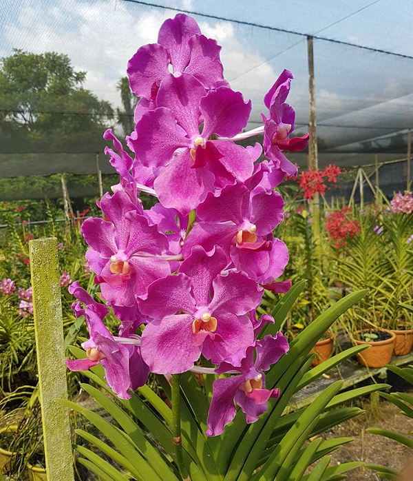 Theo nhân viên tại vườn ươm Woon Leng chuyên về hoa lan, các loài hoa được chọn để đặt theo tên của các nguyên thủ thế giới là những loài được lai ghép một cách kỳ công và rất khó thực hiện.