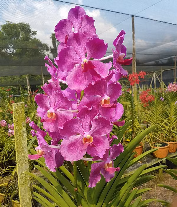 Theo nhân viên tại vườn ươm Woon Leng chuyên về hoa lan, các loài hoa được chọn để đặt theo tên của các nguyên thủ thế giới là những loài được lai ghép một cách kỳ công và rất khó thực hiện.