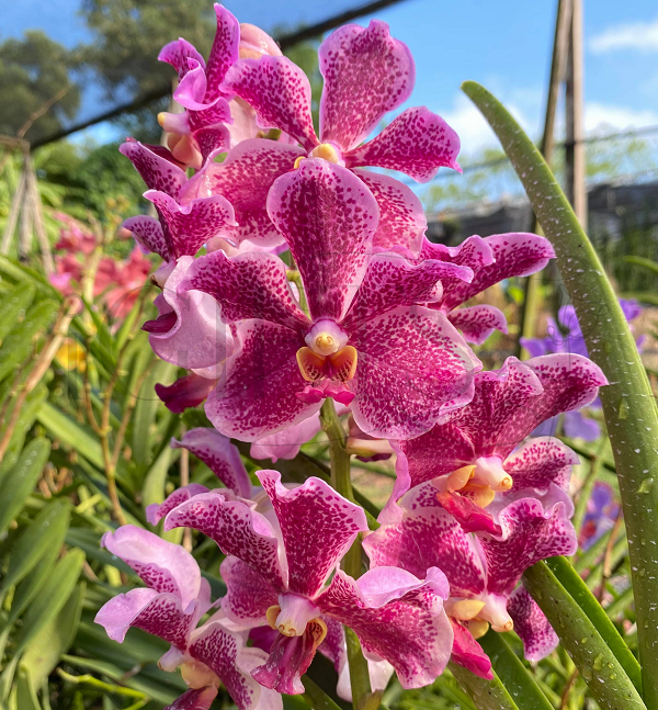 Phải mất ít nhất 5 năm để tạo ra được chúng. Đó là lý do vì sao những loài hoa lan lại tạo này rất hiếm, độc đáo và độc nhất.