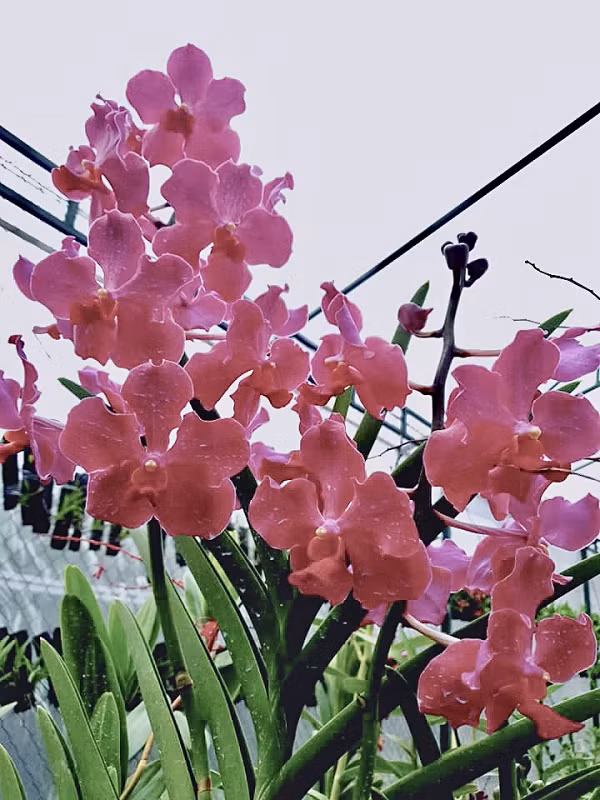 Ngày nay, để tạo ra một giống hoa lan mới đáp ứng nhu cầu thương mại và sở thích của người chơi, biện pháp lai hữu tính đã được áp dụng một cách phổ biến.