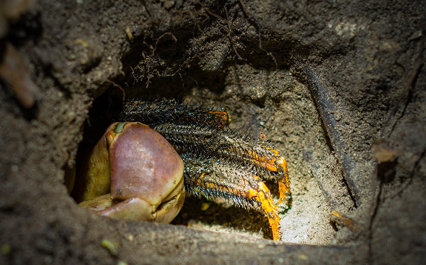 Tuy nhiên, kích cỡ lúcnày chỉ vài milimet. Khoảng thời gian sinh sản của cua xe tăng là tháng 11, tháng 12 hằng năm. Sau đó, cua xe tăng con sẽ tìm đường trở về nguồn nơi tổ tiên chúng sống.