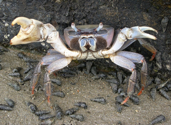 Trên thế giới, cua xe tăng phân bố rất rộng: châu Phi và biển Indo – Thái Bình Dương, kể cả đảo Fiji. Dân đảo Fiji đã đưa hình loài cua quý hiếm này vào tem thư của đảo quốc.