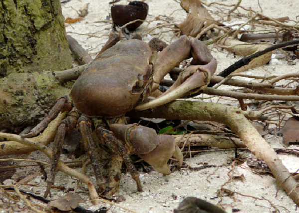 Vòng đời của ấu trùng trải qua 5 giai đoạn. Giai đoạn đầu kéo dài 22 – 25 ngày, sau đó chuyển qua giai đoạn ấu trùng mắt to. Lúc này chúng trôi nổi dưới đại dương cho đến khi hình thái bên ngoài phát triển giống với cua xe tăng trưởng thành.