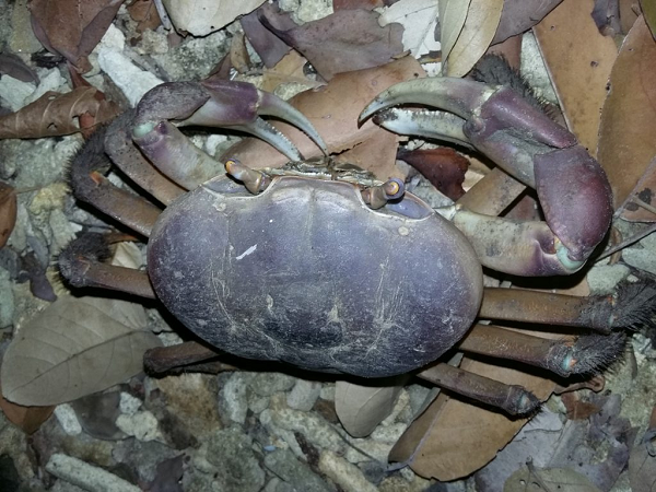 Mặc dù sống trong hang ở trên cạn tại các bãi cát, vùng chân triều hoặc sình pha đá trên mực nước triều, nhưng cua xe tăng phải ra biển Côn Đảo để đẻ trứng vì nhiệt độ nước biển Côn Đảo ổn định và giàu thức ăn, thích hợp cho ấu trùng phát triển.