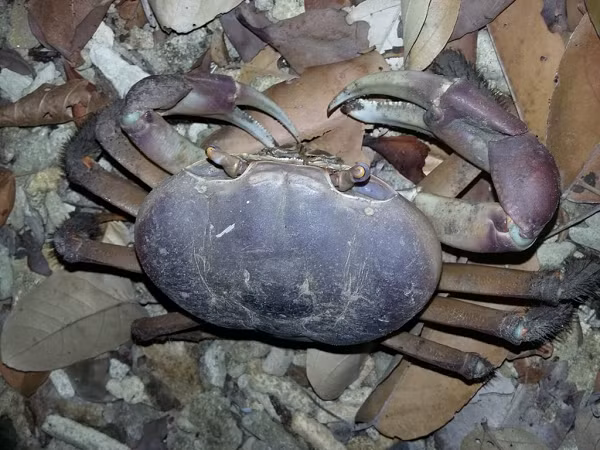 Mặc dù sống trong hang ở trên cạn tại các bãi cát, vùng chân triều hoặc sình pha đá trên mực nước triều, nhưng cua xe tăng phải ra biển Côn Đảo để đẻ trứng vì nhiệt độ nước biển Côn Đảo ổn định và giàu thức ăn, thích hợp cho ấu trùng phát triển.