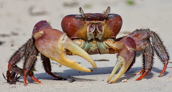 Chúng cũng là loài cua cạn lớn nhất tại Việt Nam và bán đảo Đông Dương hiện nay. Cua xe tăng chỉ sinh sống tại khu vực rừng ngập mặn ở Côn Đảo mà không thể sống ở các vùng rừng ngập mặn khác như Cần Giờ, Cà Mau…