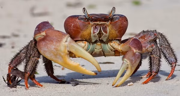 Chúng cũng là loài cua cạn lớn nhất tại Việt Nam và bán đảo Đông Dương hiện nay. Cua xe tăng chỉ sinh sống tại khu vực rừng ngập mặn ở Côn Đảo mà không thể sống ở các vùng rừng ngập mặn khác như Cần Giờ, Cà Mau…