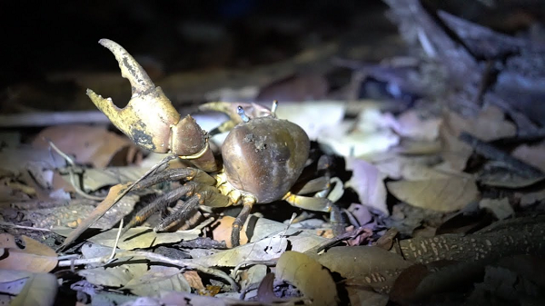 Tuy nhiên vì sao cua xe tăng có thể sống ở vùng ngập mặn Côn Đảo mà không thể sống ở các vùng rừng ngập mặn khác như Cần Giờ, Cà Mau... vẫn là điều khó lý giải.