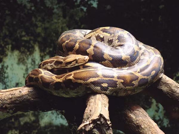 Trăn đất Python molurus là loài rắn lành cỡ rất lớn trong họ nhà trăn Pythonidae. Loài trăn khổng lồ này sinh sống ở hầu khắp các tỉnh trung du và miền núi Việt Nam, kể cả ở vùng rừng tràm và rừng đước Nam Bộ.