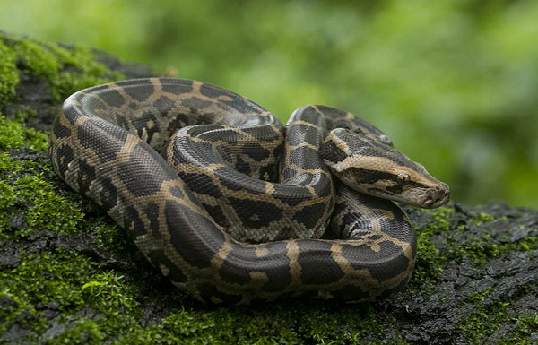 Do có giá trị khoa học và thẩm mỹ cao nên số lượng loài trăn này ngày càng hiếm. Sách Đỏ Việt Nam xếp hạng trăn đất vào loại CR - động vật rất nguy cấp, do sự suy giảm nơi cư trú, khu phân bố hoặc chất lượng nơi sinh cư; và suy giảm do mức độ khai thác hiện tại.