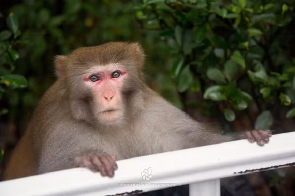 Khỉ vàng có tên khoa học Macaca mulatta, là loài động vật rừng nguy cấp, quý, hiếm thuộc nhóm IIB.