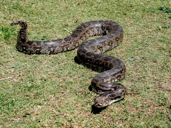 Sách Đỏ Việt Nam miêu tả trăn đất có đầu dài, nhỏ. Hai tấm vảy môi trên có trên mỗi tấm vảy một lỗ (lỗ môi là cơ quan cảm giác nhiệt). Có hai cựa nhỏ, hình móng nằm ở hai bên khe huyệt. Cựa trăn cái ngắn, ẩn sâu trong hốc bên khe huyệt.
