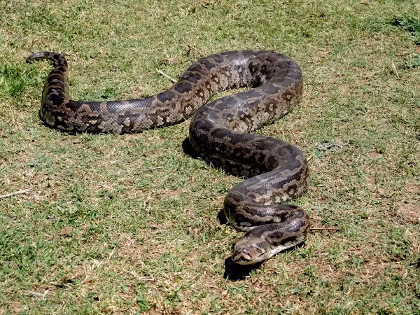 Sách Đỏ Việt Nam miêu tả trăn đất có đầu dài, nhỏ. Hai tấm vảy môi trên có trên mỗi tấm vảy một lỗ (lỗ môi là cơ quan cảm giác nhiệt). Có hai cựa nhỏ, hình móng nằm ở hai bên khe huyệt. Cựa trăn cái ngắn, ẩn sâu trong hốc bên khe huyệt.